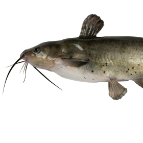 Fishing Tips for How to Catch Catfish 