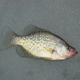 Crappie. Not Available in Stores