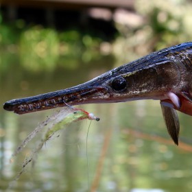 Look for These 5 Underrated Florida Freshwater Fish Species