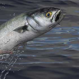How to Catch Bluefish 