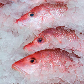 red snapper on ice